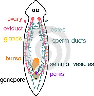 Reproductive system of planaria flatworm
